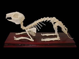 Скелет кролика - fgospostavki.ru - Казань