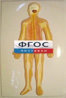 Модель барельефная "Нервная система человека" - fgospostavki.ru - Казань