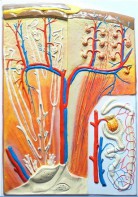 Модель барельефная "Почка" (макро-микростроение) - fgospostavki.ru - Казань