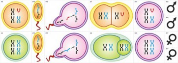 Модель-аппликация Гаметогенез у человека и млекопитающих - fgospostavki.ru - Казань