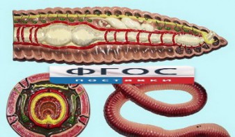 Модель барельефная "Внутреннее строение дождевого червя" - fgospostavki.ru - Казань