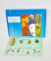 Коллекция "Шишки, плоды, семена деревьев и кустарников" - fgospostavki.ru - Казань