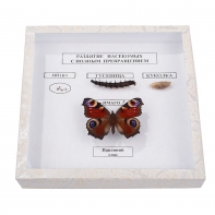 Коллекция энтомологическая "Развитие насекомых с полным превращением" - fgospostavki.ru - Казань