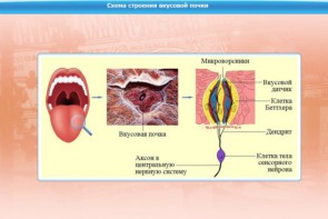 Интерактивные курсы. Биология 10 класс. Расширенный. - fgospostavki.ru - Казань