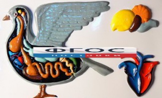 Модель барельефная "Внутреннее строение голубя" - fgospostavki.ru - Казань