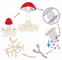 Модель-аппликация Размножение шляпочного гриба - fgospostavki.ru - Казань