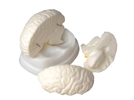 Модель мозга в разрезе - fgospostavki.ru - Казань