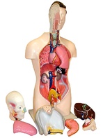 Торс человека разборный (42 см.) - fgospostavki.ru - Казань