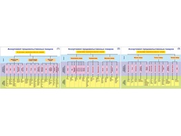 Плакаты ПРОФТЕХ "Ассортимент продовольственных товаров" (3 пл, винил, 70х100) - fgospostavki.ru - Казань