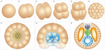 Модель-аппликация Размножение и развитие хордовых - fgospostavki.ru - Казань