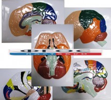 Модель барельефная "Доли, извилины, цитоархитектонические поля головного мозга" (5 планшетов) - fgospostavki.ru - Казань