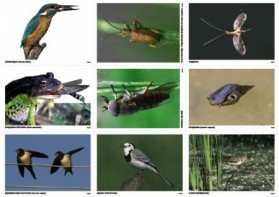 Комплект таблиц Природные зоны России. Сообщества (комплект 18 таблиц) - fgospostavki.ru - Казань
