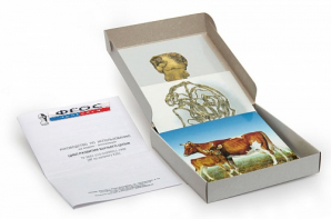 Модель-аппликация "Цикл развития бычьего цепня" (набор из 7 карт) - fgospostavki.ru - Казань