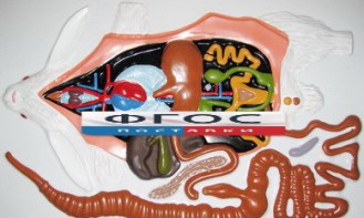 Модель барельефная "Внутреннее строение кролика" - fgospostavki.ru - Казань