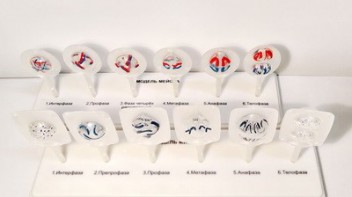 Модель "Митоз и мейоз клетки" - fgospostavki.ru - Казань