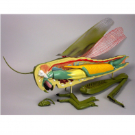 Модель "Кузнечик" - fgospostavki.ru - Казань