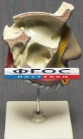 Модель "Разрез носоглотки" - fgospostavki.ru - Казань