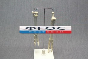 Скелет конечности овцы (передняя и задняя) на подставке - fgospostavki.ru - Казань