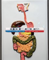 Модель барельефная "Пищеварительный тракт" - fgospostavki.ru - Казань