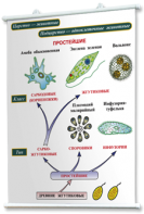 Плакаты по биологии для оформления кабинета. - fgospostavki.ru - Казань