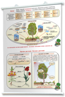 Плакаты по природоведению 2-3 классы. Для оформления кабинета. - fgospostavki.ru - Казань