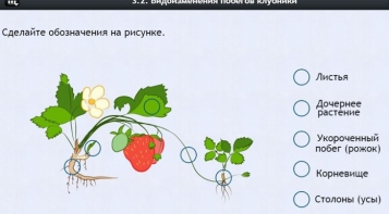 Интерактивные курсы. Биология 7 класс. Расширенный. - fgospostavki.ru - Казань