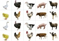 Комплект карточек "Запоминай, играй, считай" - Домашние животные - fgospostavki.ru - Казань