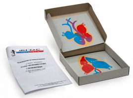 Модель-аппликация "Этапы эволюции сердца у позвоночных" (набор из 4 карт) - fgospostavki.ru - Казань