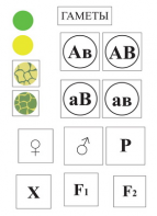 Модель-аппликация Дигибридное скрещивание и его цитологические основы - fgospostavki.ru - Казань