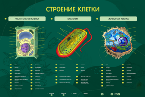 Электрифицированный стенд "Строение клетки" с маркерными полями - fgospostavki.ru - Казань