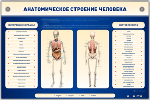 Электрифицированный стенд-тренажер c макетом скелета "Анатомическое строение человека" - fgospostavki.ru - Казань