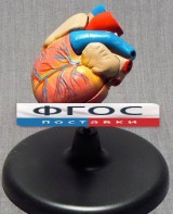 Модель "Сердце" (лабораторная) - fgospostavki.ru - Казань