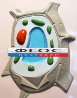 Модель барельефная "Растительная клетка" - fgospostavki.ru - Казань