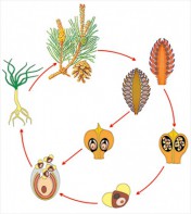 Модель-аппликация Размножение сосны - fgospostavki.ru - Казань
