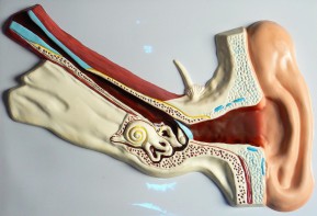 Модель барельефная "Ухо человека" (часть 1) - fgospostavki.ru - Казань