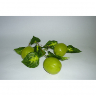 Ветка муляжей "Лайм" - fgospostavki.ru - Казань