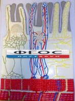 Модель барельефная "Ворсинка кишечная с сосудистым руслом" - fgospostavki.ru - Казань