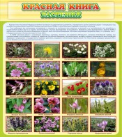 Стенд "Красная книга - растения" - fgospostavki.ru - Казань