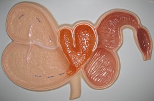 Модель барельефная "Желудок жвачного животного" - fgospostavki.ru - Казань