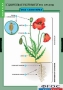 Комплект таблиц. Биология. Общее знакомство с цветковыми растениями. - fgospostavki.ru - Казань
