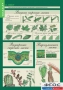 Комплект таблиц. Биология 6 класс. Растения, грибы, лишайники - fgospostavki.ru - Казань