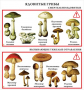 Комплект кодотранспарантов "Грибы" - fgospostavki.ru - Казань