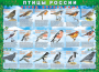 Комплект таблиц "Птицы России (4 листа)" (100х140 сантиметров, винил) - fgospostavki.ru - Казань