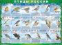 Комплект таблиц "Птицы России (4 листа)" (100х140 сантиметров, винил) - fgospostavki.ru - Казань