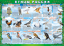 Комплект таблиц "Птицы России (4 листа)" (100х140 сантиметров, винил) - fgospostavki.ru - Казань