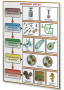 Плакаты по биологии для оформления кабинета. - fgospostavki.ru - Казань